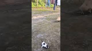 cat vs dog horrible fight | Cuty kitty | #shorts