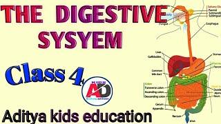 The Digestive System || Class 4 || Science
