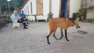 Maned wolf in Brazil