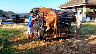 SAPI JUMBO MAS AGUS PLAOSAN DATANG KESIANGAN LANGSUNG JADI REBUTAN