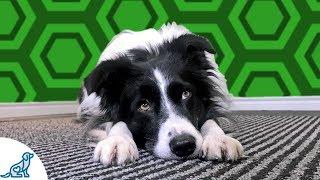 Head Down On Command- Cool Trick To Teach Your Dog - Professional Dog Training Tips