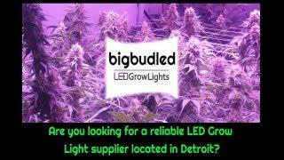 Cannabis LED Grow Lights Detroit Local Supplier