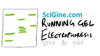 How to Run Gel Electrophoresis - 10 min Quick Guide