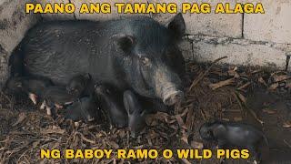 PAG AALAGA NG BABOY RAMO 2022 - Q&A