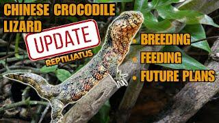 MEET THE RAREST PETS I OWN! CHINESE CROCODILE LIZARD UPDATE 2024 | Shinisaurus crocodilurus