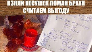 Несушки Ломан Браун Обзор Расчет Себестоимости Яиц