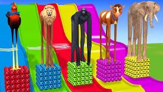 Long Slide Game With Elephant Gorilla Buffalo Hippopotamus Tiger - 3d Animal Game - Funny 3d Animals