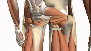 Muscles of the Thigh and Gluteal Region - Part 1 - Anatomy Tutorial