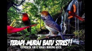 TERAPI MURAI BATU DROP MENTAL || prenjak betina.sepah raja.burung mantenan | relaxing