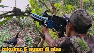 Ada ayam di alas saat berburu tekukur langsung di panggang//sniper sobo alas