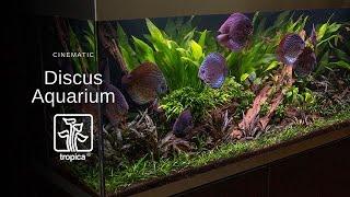 Planted Discus Aquarium with Easy Plants