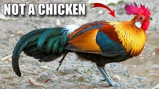 Jungle Fowl Facts: the WILD CHICKEN?!  Animal Fact Files