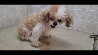 How to groom a senior dog, Bichon/Shih-Tzu dog breed, full grooming transformation video