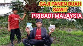 Gaji panen sawit Malaysia kebon pribadi