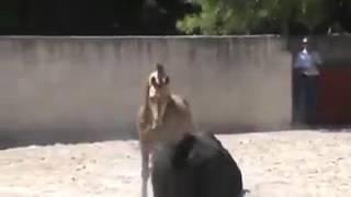 Лошадь против быка