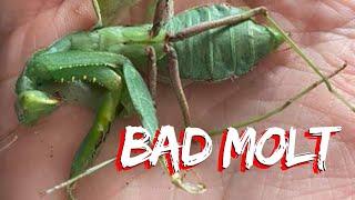 BAD MOLT | CAUSES AND WHAT CAN WE DO TO AVOID IT!