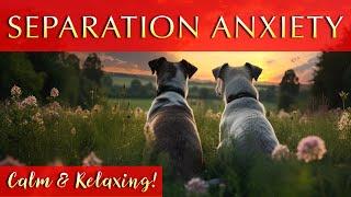 Calming Music for Dogs Home Alone | Relaxing and Soothing!