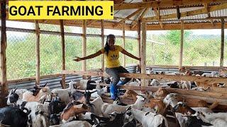 The Cost Of Starting A Profitable GOAT Farming BUSINESS For Beginners!