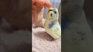 Я загадала желание #animals #pets #parrot #parrotvideo #budgies #parrotlover