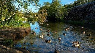 Ducks quacking on a river in the forest