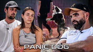 "Je ne le pensais pas capable de mordre !" - Berger Australien AGRESSIF - Panic Dog Ep16