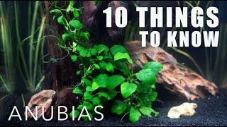 10 Things Everyone Should Know About ANUBIAS! | I  Anubias!