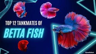 Top 12 Tankmates of Betta Fish | Tankmates of Fighter Fish  | Proud Hobbyist