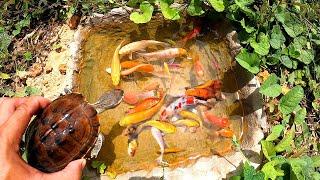 2024 Beautiful Fish and colorful fish #cute #fish #viral