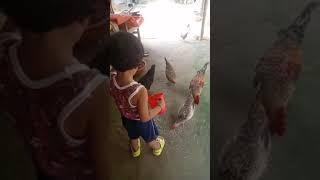 Aradhya loves her chickens