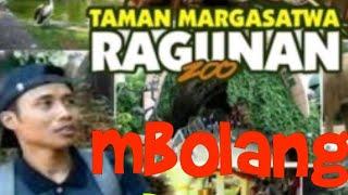 mbolang ragunan Taman marga satwa , film pendek ngapak