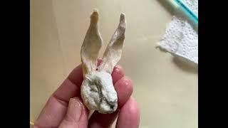 Papier Mâché Bunny Rabbit Head with Liquid Starch and Cheap Paper Napkin