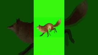 FOX #1 #animation #free3d #greenscreen