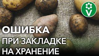 НИКОГДА ТАК НЕ ДЕЛАЙТЕ ПОСЛЕ УБОРКИ КАРТОФЕЛЯ! Ошибки из-за которых картошка быстро портится