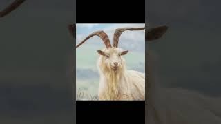 KASHMIRI GOAT WEIGHT HEIGHT  #goat #goatknowledge
