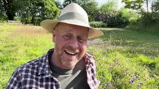 Summer Update - Self Heal in the Meadow Joe's Country Garden