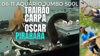 hora de alimentação as fera carnívora do aquário Jumbo( tirando as carpa) #aquariojumbo #aquario