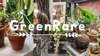 Ярмарка в GreenRare/Мои цветочные покупки.