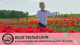 Поле тюльпанов в Калинково. Калининградская область