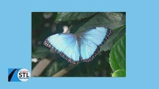 Sophia M. Sachs Butterfly House is back open with 1,500 blue morpho butterflies