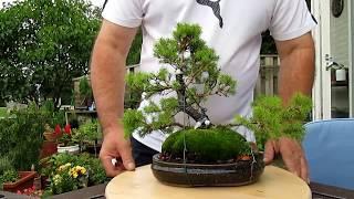 sverige bonsai
