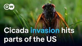 The Great Cicada Invasion: How swarms emerge across parts of the US | DW News