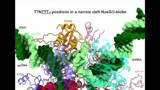 RNAP nucleotide addition cycle, NusG-dependent pausing, and escape from the paused transcription.