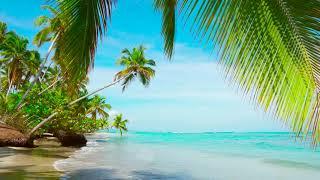 4k Palm Forest on the Beach. Relaxing Ocean Waves, Nature Sounds, Ocean Sounds for Sleep Meditation.