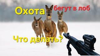 Охота на косулю,загон. Идут в лоб..Что делать....