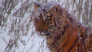 One of the Last Generations of Siberian Tiger? | Operation Snow Tiger | BBC Earth