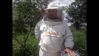 Среднерусские пчелы татарской популяции (первЫЕ расширения).