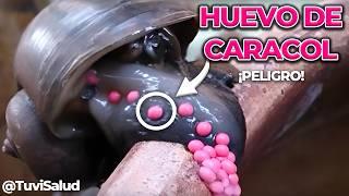  Si ves estos HUEVOS ¡aplastalos de inmediato!  Caracol Manzana es MUY PELIGROSO