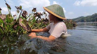 Survival and cooking !! Mengolah Pisang bakar dan tumis enceng gondok di hutan