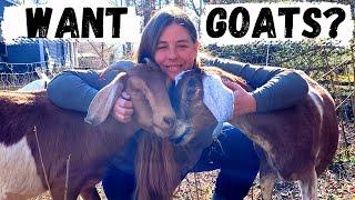 Beginner's Guide To Raising Goats | How To Choose & Care For Your First Goats