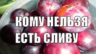 Опасные и полезные свойства сливы